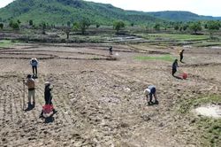 Mùa lên rẫy trỉa lúa ở vùng cao Gia Lai