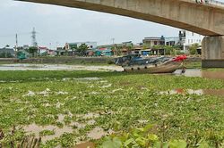 Miền Tây 'đau đầu' vì... lục bình