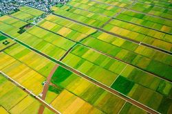 Mùa vàng rực rỡ bên tuyến đường ven biển Hưng Yên