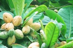 Cây bóng mát quen thuộc là 'kho báu' chất kháng khuẩn, tiêu viêm