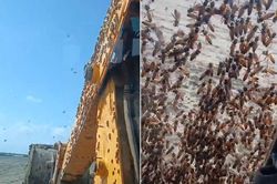 Nam công nhân sợ hãi khi thấy cảnh tượng bên ngoài máy xúc