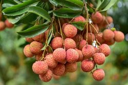 Loại trái cây đặc trưng của mùa hè, nhiều người mê nhưng một số nhóm người nên hạn chế ăn