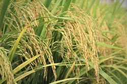 Nguồn cung thu hẹp, tiêu chuẩn siết chặt: Ngành gạo Việt trước phép thử lớn