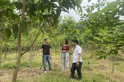 Tiên phong đưa cây dược liệu lên đồi Hích