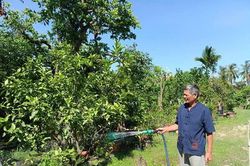 Những 'cây cao bóng cả' nơi phố biển