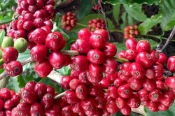 Đồng loạt tăng 1.400 đồng, giá cà phê nội địa vượt mốc 89.000 đồng/kg