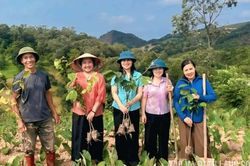 Hỗ trợ hội viên nông dân trồng 500 cây giống hồng giòn Nhật Bản