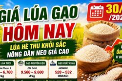 Giá lúa gạo hôm nay 30/5/2026: Gạo xuất khẩu giữ lợi thế