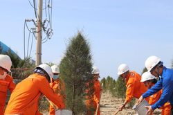 Vĩnh Tân 4 ươm mầm xanh trên vùng đất nắng gió