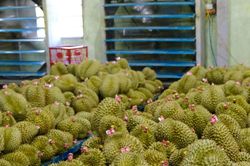 Lâm Đồng siết quản lý mã số vùng trồng sầu riêng xuất khẩu