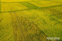 Mùa vàng trên những cánh đồng