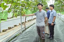 Phát triển 'nông nghiệp đô thị' theo hướng hữu cơ, an toàn