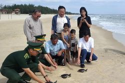 'Duyên nợ' với rùa biển