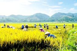Hỗ trợ ngày công: Giảm bớt khó khăn tăng tình đoàn kết