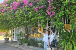 Góc hoa giấy hoài cổ trong lòng thành phố