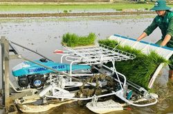 Lúa - vịt hữu cơ: Hướng đi mới trên vùng thấp trũng Đan Điền