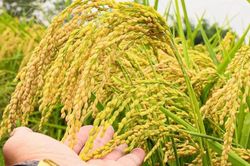 Ngày 30/5: Giá lúa tươi tại Đồng bằng sông Cửu Long tăng - giảm trái chiều
