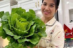 Mẹ 5 con ở Quảng Ninh biến sân thượng thành khu vườn, 11 năm gần như không mua rau ngoài chợ
