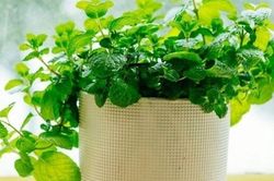 Loại cây rẻ tiền được khuyên trồng trong nhà vừa giúp lọc không khí, đuổi côn trùng, lại tốt cho sức khỏe