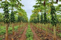 Mưa kéo dài và bệnh nấm gia tăng gây sức ép lên vùng trồng đu đủ Brazil