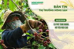 Thị trường nông sản 30/5/2026: Cà phê tăng mạnh, hồ tiêu neo cao