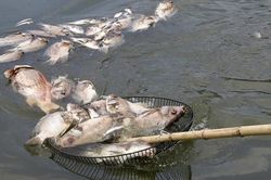 Cá chết dạt kín góc hồ điều hòa trăm tỷ ở Hà Nội