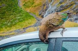 'Băng đảng' vẹt núi khét tiếng chuyên chọc ghẹo khách du lịch ở New Zealand