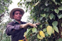 Xuất khẩu hạt tiêu bật tăng, Mỹ mua mạnh trở lại