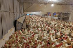 Chủ động chống nắng nóng cho vật nuôi, giảm nguy cơ bùng phát dịch bệnh