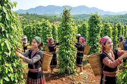 Giá tiêu hôm nay 31.5: Thị trường chưa xuất hiện động lực tăng mới