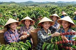 Giá cà phê hôm nay 31.5: Tây Nguyên đồng loạt mất 1.800 đồng/kg