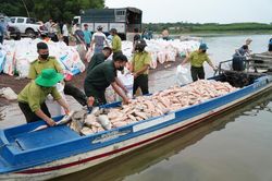 Hơn 100 tấn cá bè trên hồ Trị An bất ngờ chết hàng loạt