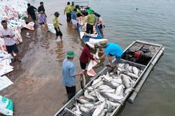 Hơn 100 tấn cá bè trên hồ Trị An bất ngờ chết hàng loạt