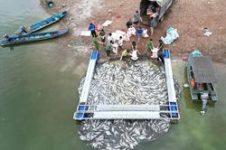 Hơn 100 tấn cá bè trên hồ Trị An bất ngờ chết hàng loạt