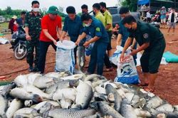Khẩn trương làm rõ nguyên nhân, xử lý số cá chết trên hồ Trị An