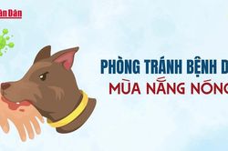 [Video] Phòng tránh bệnh dại mùa nắng nóng