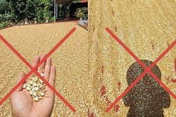 Đăng tin thóc phơi ngoài trời 'nổ thành bỏng', người đàn ông bị xử lý