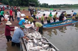 Hơn 100 tấn cá lồng bè tại hồ Trị An chết bất thường
