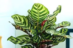 4 loại cây nhỏ giúp góc học tập xanh mát, giảm căng thẳng