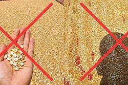 Người đàn ông bị phạt vì đăng ảnh thóc 'nổ bỏng' dưới nắng nóng
