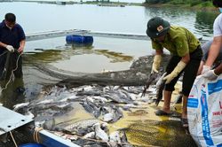 Cận cảnh thu gom, xử lý hơn 100 tấn cá chết ở hồ Trị An