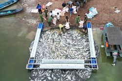 Hơn 100 tấn cá chết trắng hồ Trị An sau mưa lớn đầu mùa