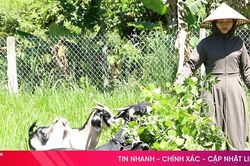 Cầu vượt cung, giá dê ở 'thủ phủ nuôi dê' Hà Tĩnh lập đỉnh