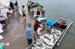 Hơn 100 tấn cá chết trên hồ Trị An tại Đồng Nai