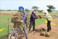 Trồng cỏ Nhật cho lợi nhuận đến 300 triệu đồng/ha/năm
