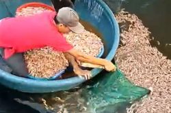 Điều tra vụ hồ tôm của người dân ở Quảng Trị nghi bị đầu độc