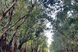 'Đánh thức' sinh cảnh, gọi đàn sếu trở về