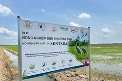 'Đánh thức' sinh cảnh, gọi đàn sếu trở về