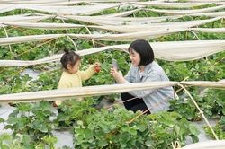 Phát triển vườn cây ăn quả đa giá trị