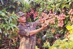 Những triền đồi rực đỏ